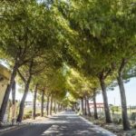 alberi via partigiani caduti
