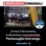 cinghiali