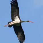 UCCELLO cicogna nera