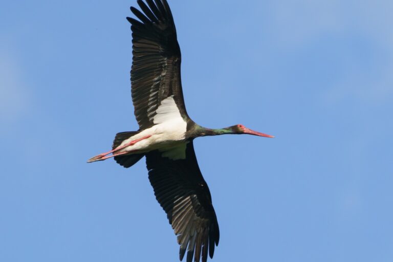 UCCELLO cicogna nera