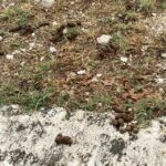 CACCA CANI