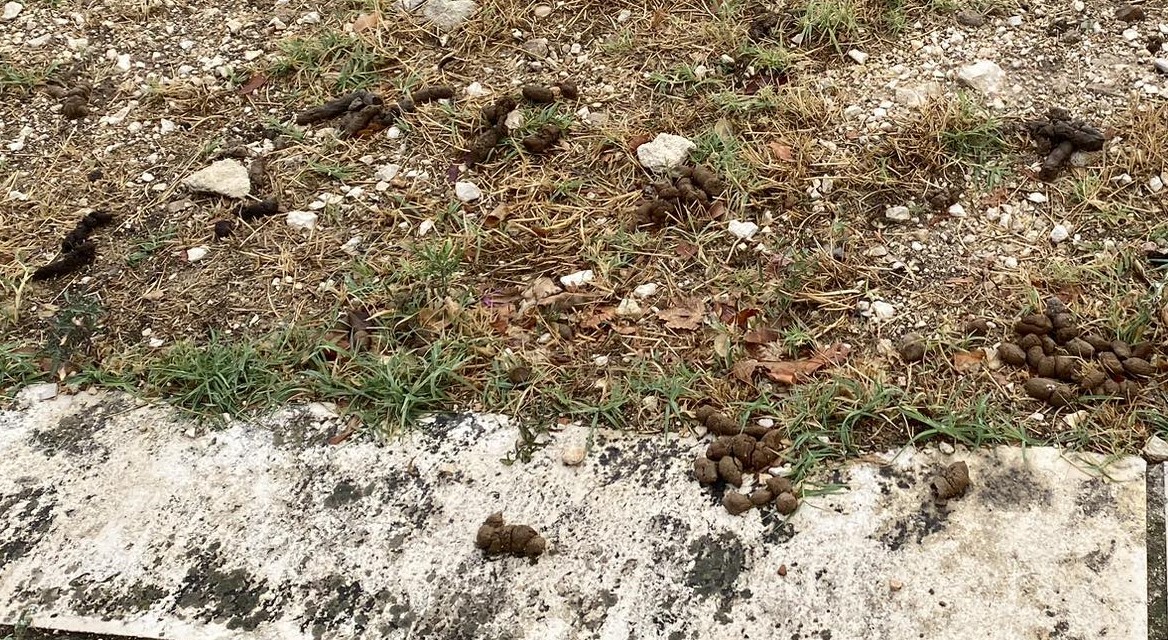 CACCA CANI