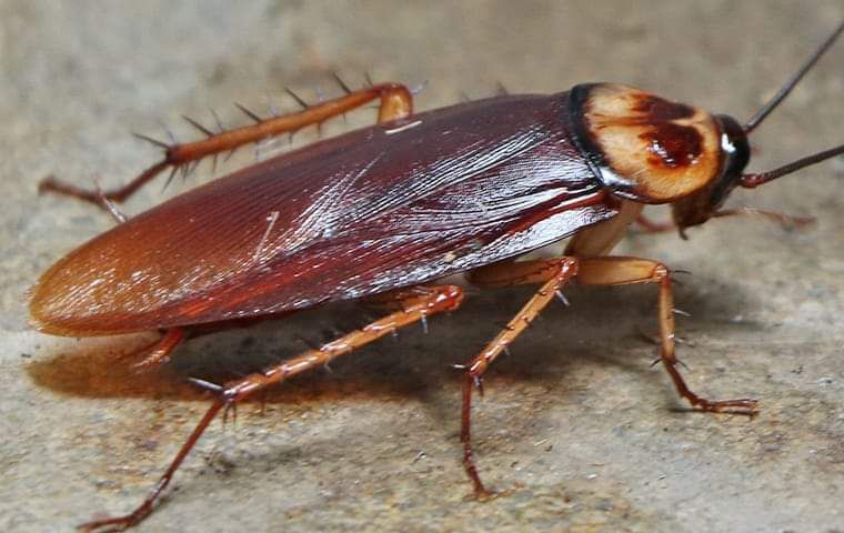 BLATTA