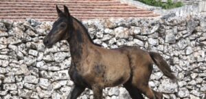 2CAVALLO MURGESEprogetto_san_giorgio_3
